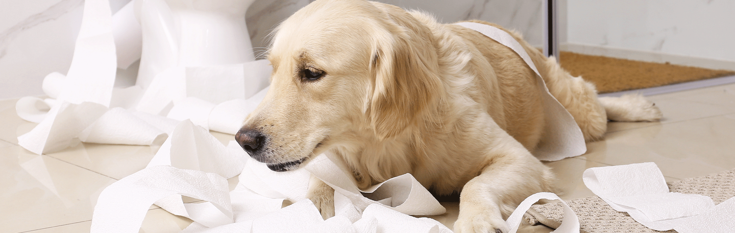 intro-journée-toilette